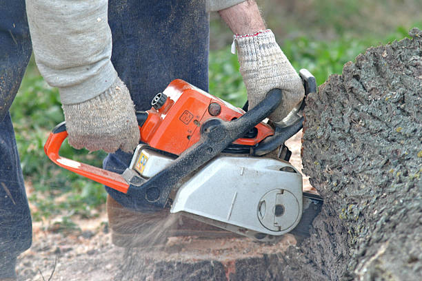 Best Lawn Renovation and Restoration  in Brainerd, MN
